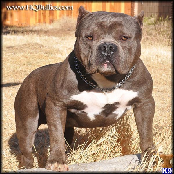 ★ THE BEST REAL EXTREME MONSTER PITBULL BULLY → WWW.HQBULLIES.COM